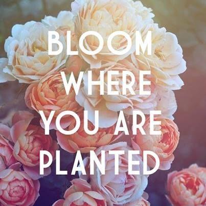 Bloom where you are planted.